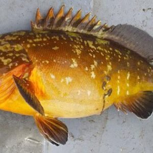 MEROU JAUNE / KOTHIE